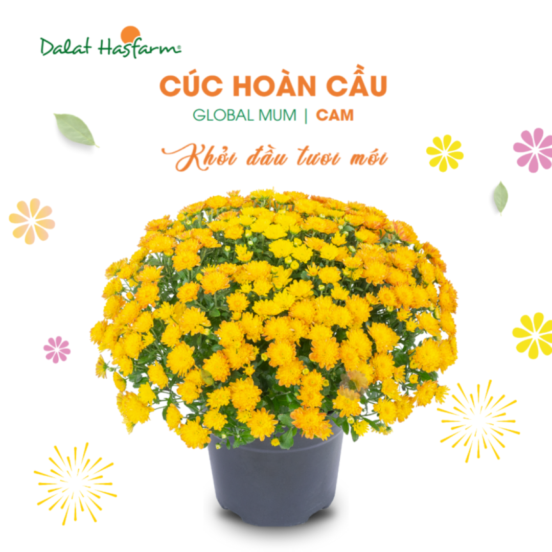 Hoa Chau Cuc Hoan Cau