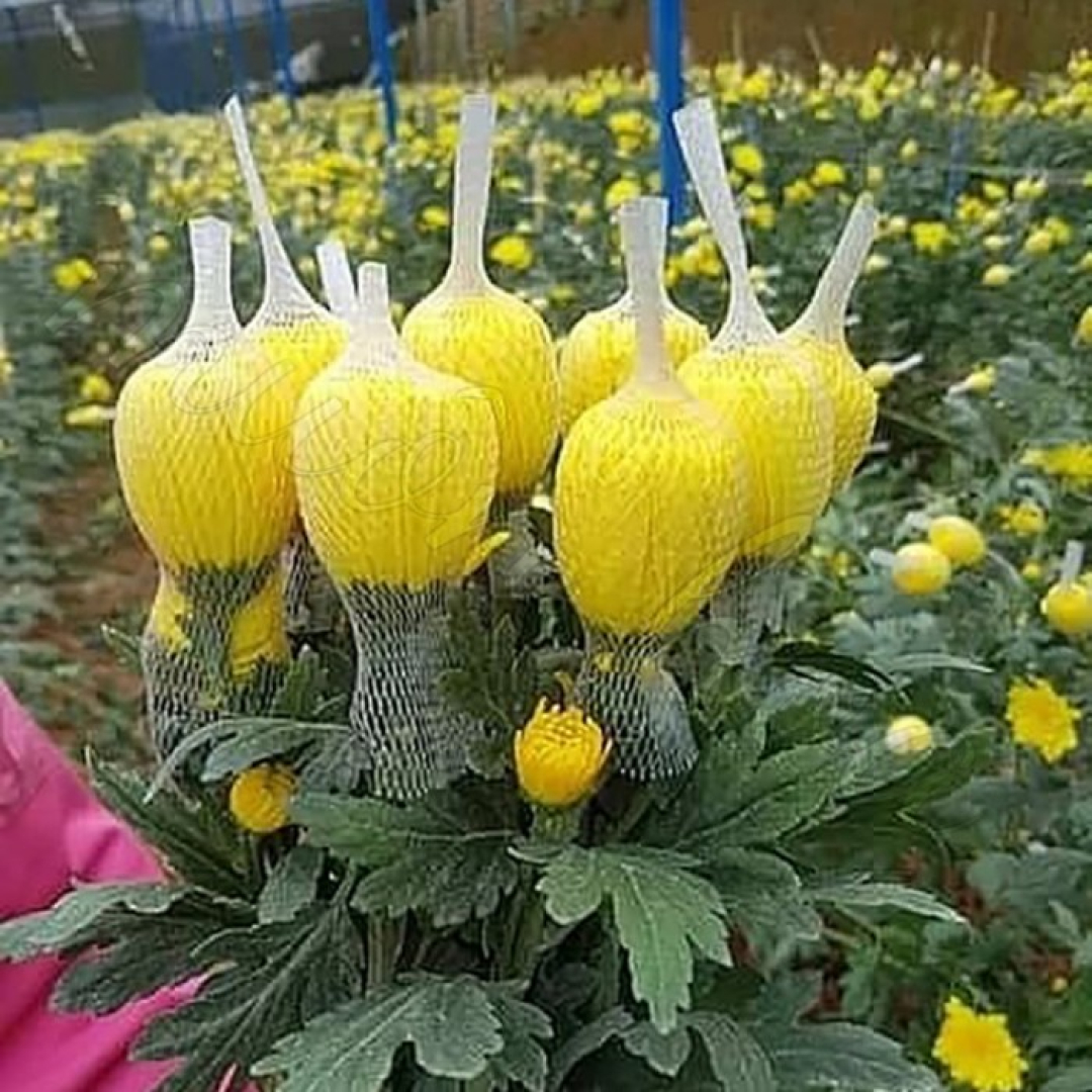 Hoa Cúc Lưới