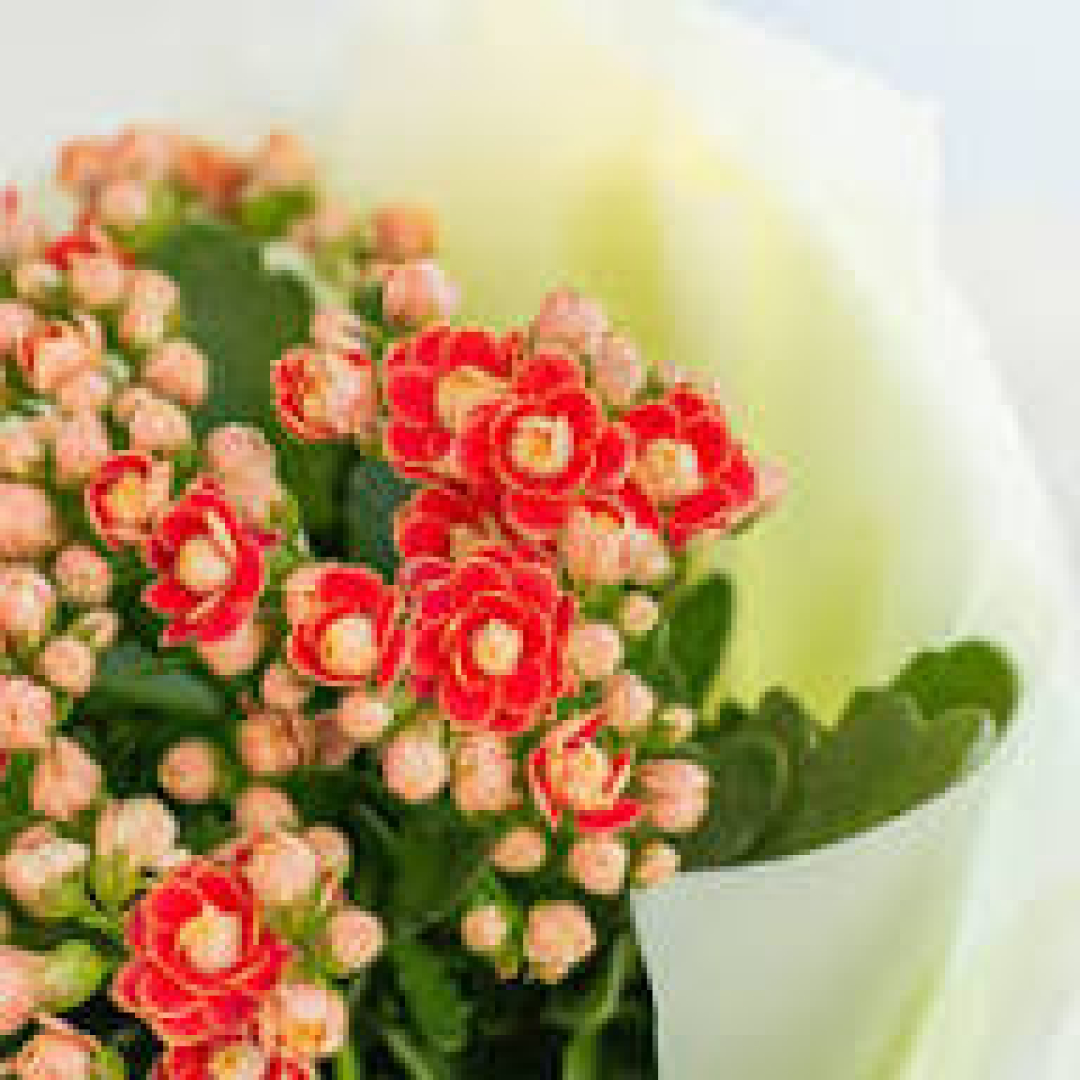 Hoa Sống Đời Đỏ Chậu
