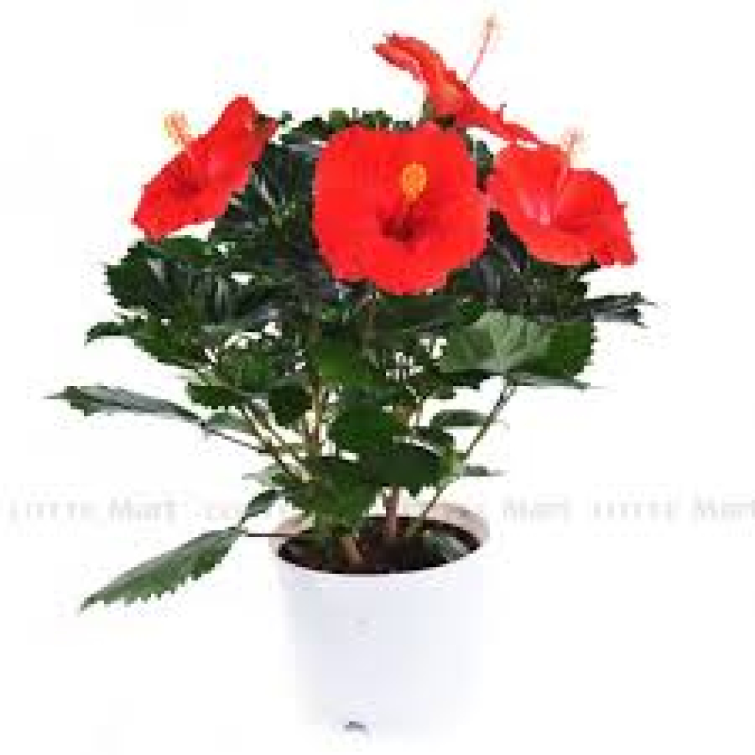 Hoa Đồng Tiền Chậu