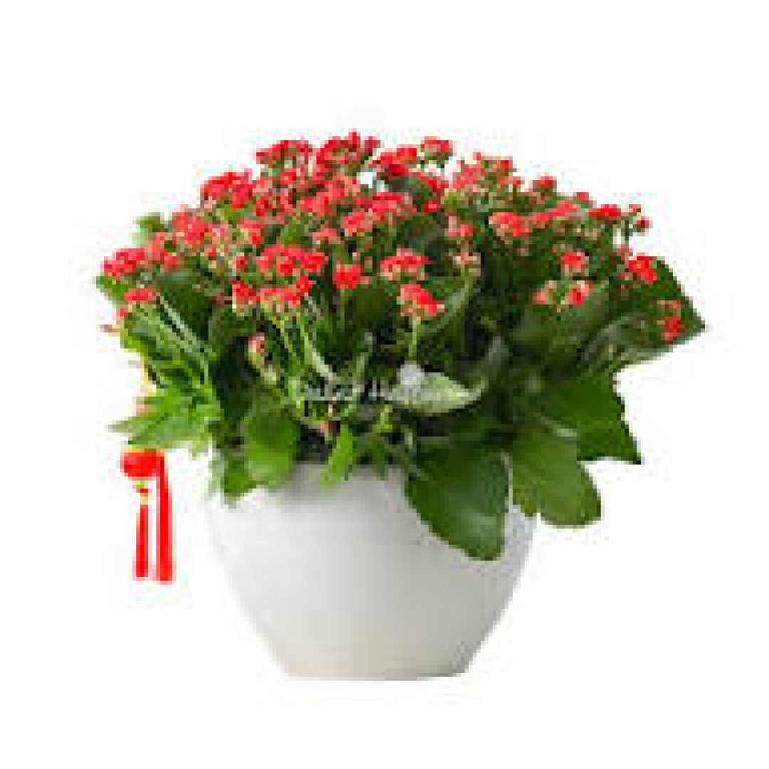 Hoa Sống Đời Cam Chậu