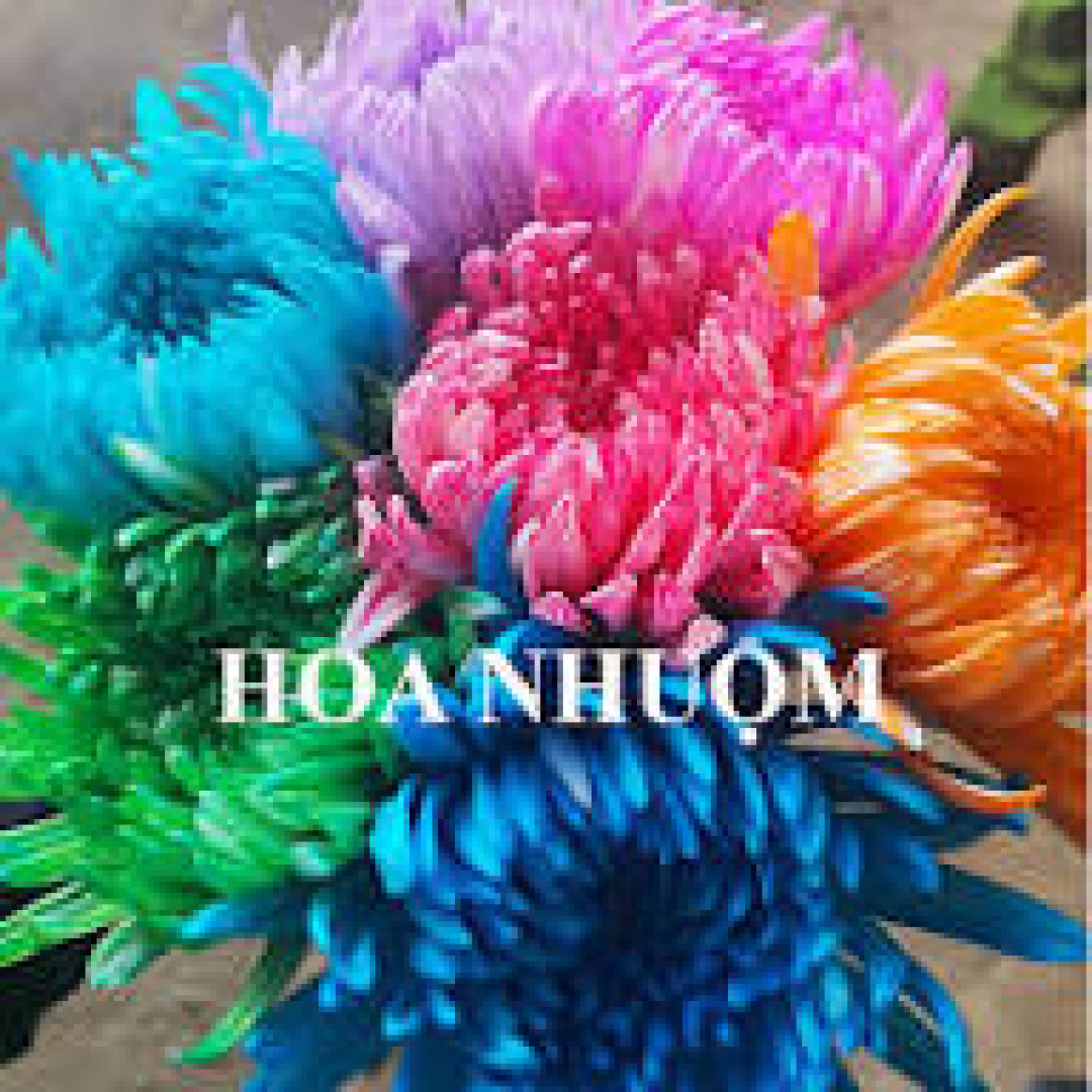 Hoa Cúc Nhuộm Lưới Màu
