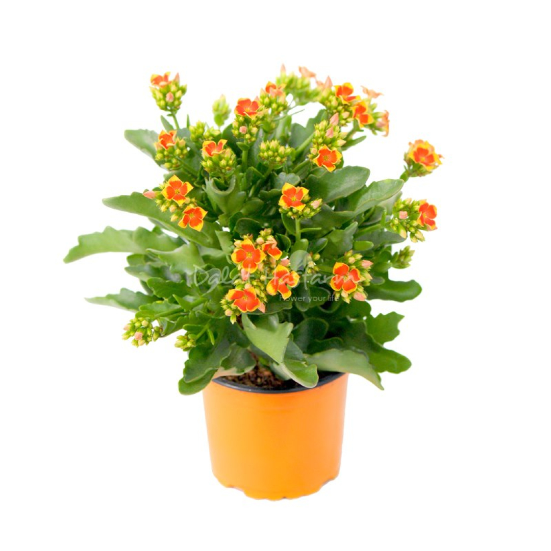 Hoa Sống Đời Vàng Chậu