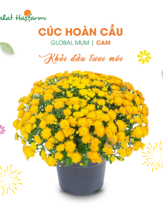 Hoa Chau Cuc Hoan Cau