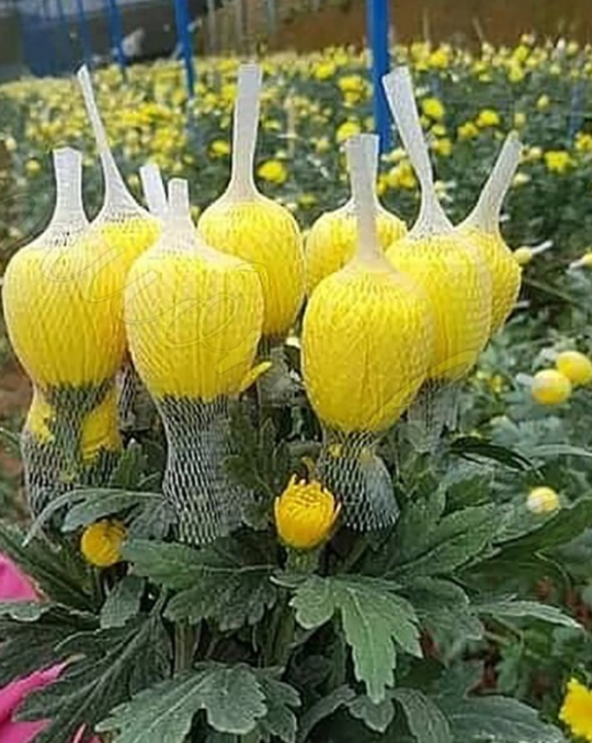 Hoa Cúc Lưới