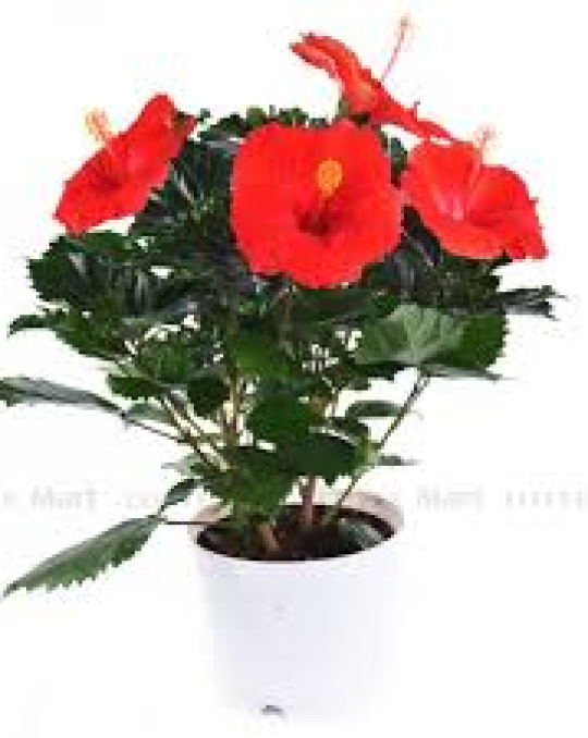Hoa Đồng Tiền Chậu