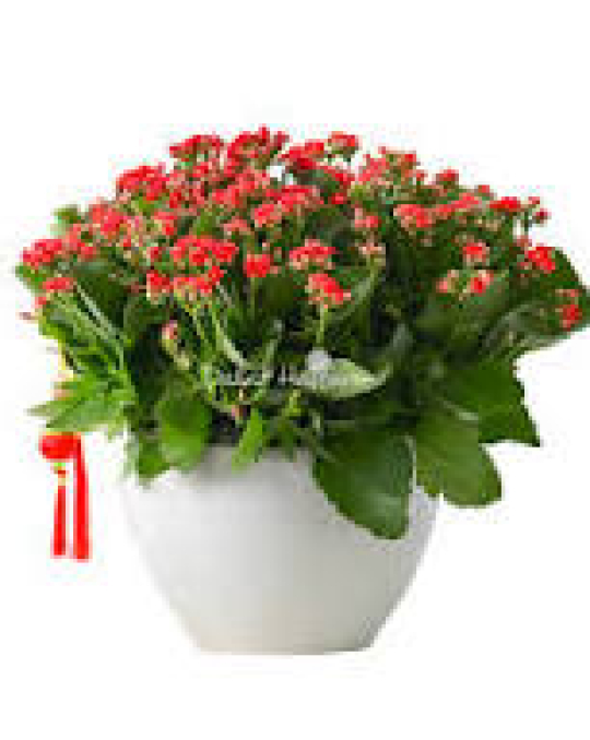 Hoa Sống Đời Cam Chậu