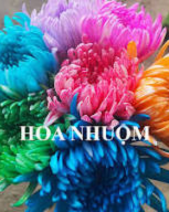 Hoa Cúc Nhuộm Lưới Màu
