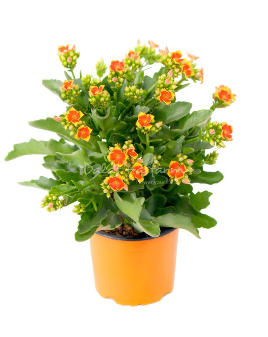Hoa Sống Đời Vàng Chậu
