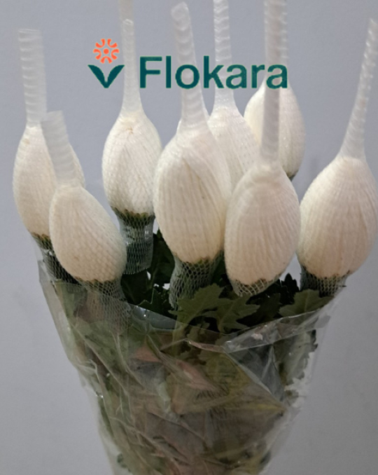 Hoa Cúc Lưới Trắng